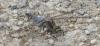 Orthetrum cancellatum